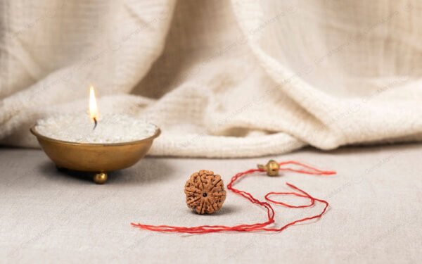 Natural 7 Mukhi Rudraksha (Nepali) - Image 2